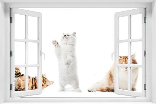 Fototapeta Naklejka Na Ścianę Okno 3D - Collection of purebred cats isolated on white