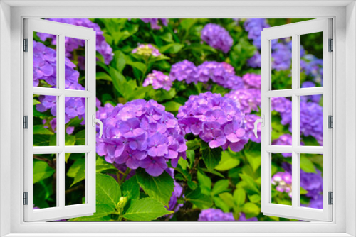 Fototapeta Naklejka Na Ścianę Okno 3D - 谷厳寺の紫陽花