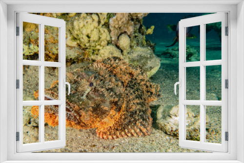 Fototapeta Naklejka Na Ścianę Okno 3D - Fish swim in the Red Sea, colorful fish, Eilat Israel