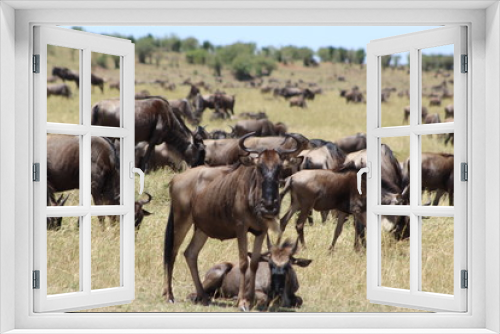 Fototapeta Naklejka Na Ścianę Okno 3D - Wildebeest Family Portrait