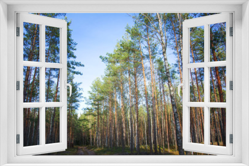 Fototapeta Naklejka Na Ścianę Okno 3D - Green pine and white birch trees against the blue sky. Forest road trail.