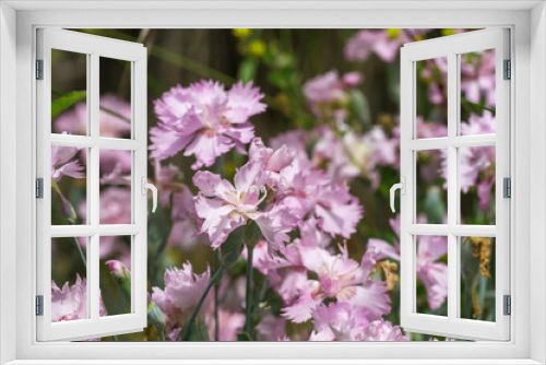 Fototapeta Naklejka Na Ścianę Okno 3D - Dianthus caryophyllus or carnation flowers
