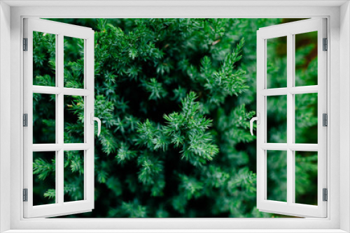 Fototapeta Naklejka Na Ścianę Okno 3D - Coniferous plant close-up.