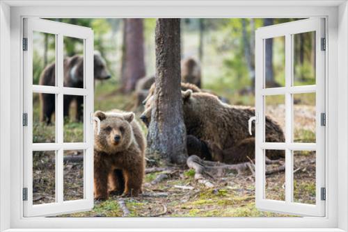 Fototapeta Naklejka Na Ścianę Okno 3D - Brown bear cubs in the summer forest.  Scientific name: Ursus arctos.