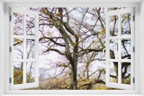 Fototapeta Naklejka Na Ścianę Okno 3D - tree in the park