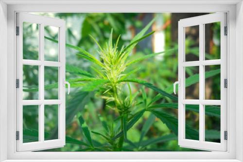 Fototapeta Naklejka Na Ścianę Okno 3D - green hemp shoot top