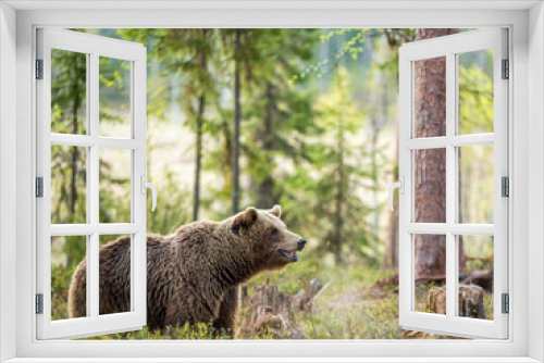 Fototapeta Naklejka Na Ścianę Okno 3D - Wild Brown bear  in the summer forest. Scientific name: Ursus Arctos.