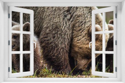 Fototapeta Naklejka Na Ścianę Okno 3D - She-bear and bear-cubs. Cubs and Adult female of Brown Bear  in the forest at summer time. Scientific name: Ursus arctos.
