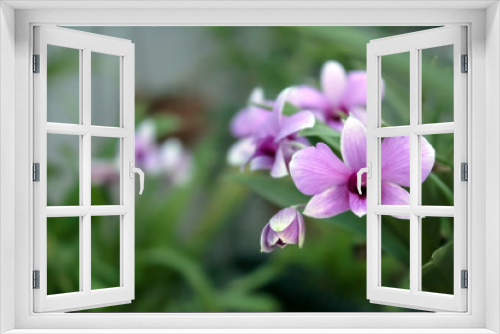 Fototapeta Naklejka Na Ścianę Okno 3D - pink orchids flowers in the garden