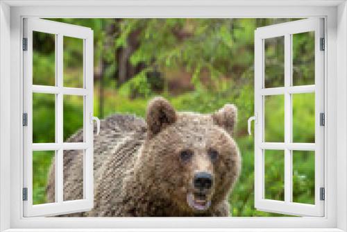 Fototapeta Naklejka Na Ścianę Okno 3D - Brown bear  in the summer forest. Green natural background. Natural habitat. Scientific name: Ursus Arctos.