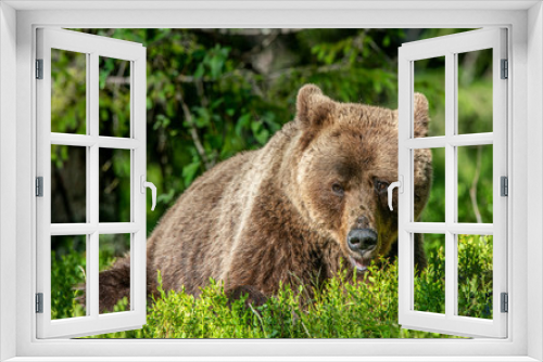 Fototapeta Naklejka Na Ścianę Okno 3D - Adult Brown Bear. Close up portrait of Brown bear  in the summer forest. Green natural background. Natural habitat. Scientific name: Ursus Arctos.