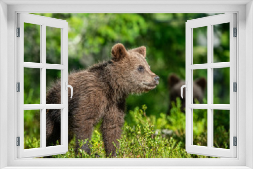 Fototapeta Naklejka Na Ścianę Okno 3D - Brown bear cub in the summer forest. Scientific name: Ursus arctos. Natural Green Background. Natural habitat. Summer season
