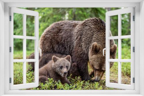 Fototapeta Naklejka Na Ścianę Okno 3D - Brown bears. She-bear and bear-cubs  in the summer forest. Green forest natural background. Scientific name: Ursus arctos.