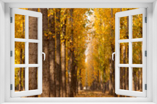 Fototapeta Naklejka Na Ścianę Okno 3D - The leaves on the trees turn yellow and fall to the ground in autumn