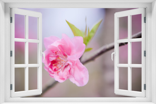 Fototapeta Naklejka Na Ścianę Okno 3D - ピンクの花桃