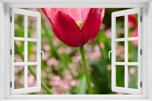 Fototapeta Naklejka Na Ścianę Okno 3D - Red tulips