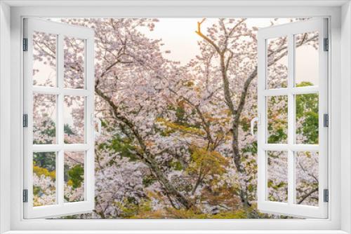 Fototapeta Naklejka Na Ścianę Okno 3D - close up marco full bloom cherry blossom beauiful Sakura tree at japan cherry blossom  forecast pink asian flower perfact season to travel and enjoy japanese culture idea long weekend holiday relax