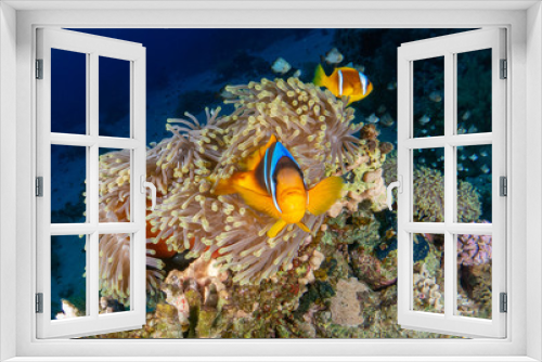 Fototapeta Naklejka Na Ścianę Okno 3D - seabed in the red sea with coral and fish