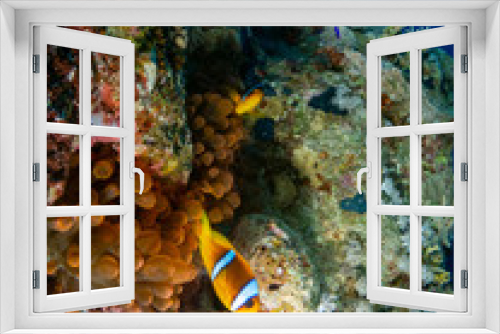 Fototapeta Naklejka Na Ścianę Okno 3D - seabed in the red sea with coral and fish