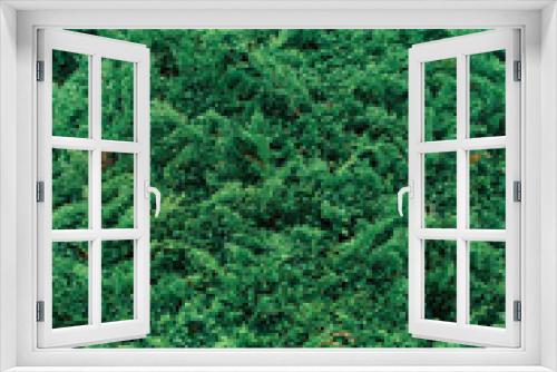 Fototapeta Naklejka Na Ścianę Okno 3D - green pine tree in nature