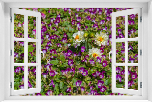 Fototapeta Naklejka Na Ścianę Okno 3D - A beautiful wishbone flower for background