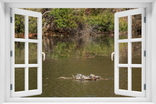 Fototapeta Naklejka Na Ścianę Okno 3D - Turtles crowd together to sun in the pond at Crowder Park in Apex, North Carolina.