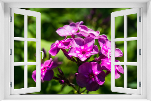 Fototapeta Naklejka Na Ścianę Okno 3D - Blooming purple phlox in the garden. Shallow depth of field.