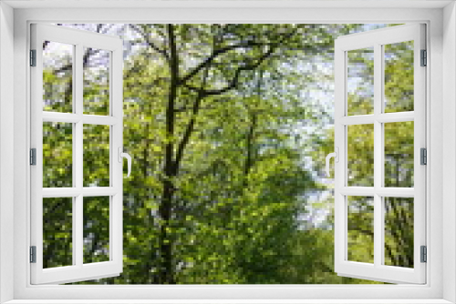 Fototapeta Naklejka Na Ścianę Okno 3D - Frühlingswald mit jungen Blattwerk in leuchtendem Grün