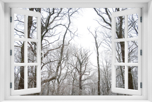 Fototapeta Naklejka Na Ścianę Okno 3D - Naked trees and snow in wintry forest