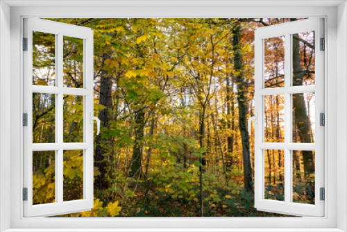 Fototapeta Naklejka Na Ścianę Okno 3D - autumn colors in the forest