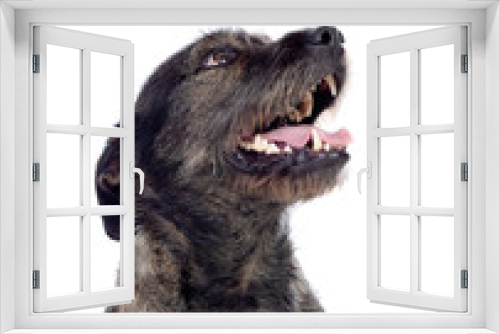Fototapeta Naklejka Na Ścianę Okno 3D - Brown dog