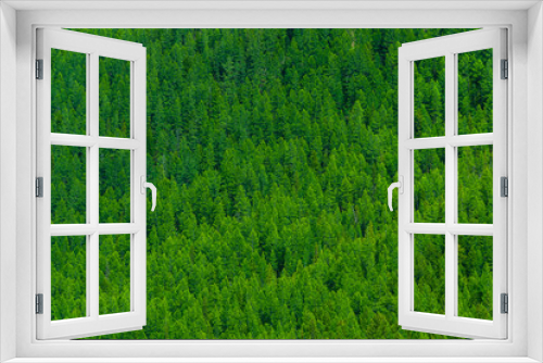 Fototapeta Naklejka Na Ścianę Okno 3D - Hillside is overgrown with green forest. Pine taiga as background of trees