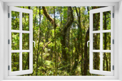 Fototapeta Naklejka Na Ścianę Okno 3D - Brazilian forest in the sun, Serra Park, Canela, Brazil