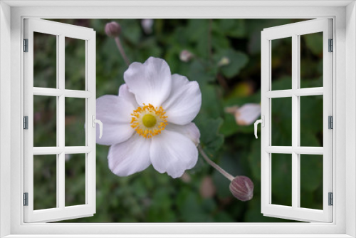 Fototapeta Naklejka Na Ścianę Okno 3D - 屋外に咲いた白いシュウメイギクの花