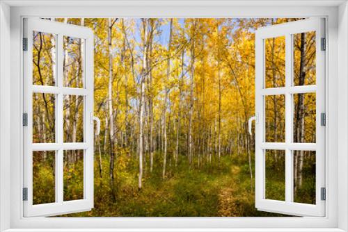 Fototapeta Naklejka Na Ścianę Okno 3D - Early fall season forest