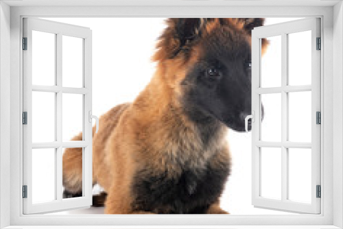 Fototapeta Naklejka Na Ścianę Okno 3D - puppy tervueren in studio