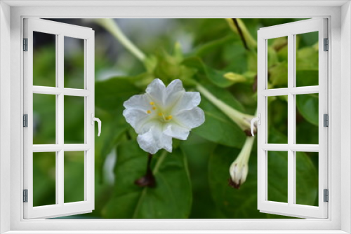 Fototapeta Naklejka Na Ścianę Okno 3D - Flower-272