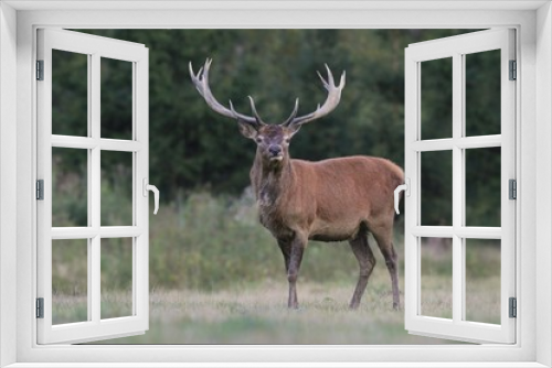 Fototapeta Naklejka Na Ścianę Okno 3D - Beautiful red deer in the nature habitat. Wildlife scene from european nature. Cervus elaphus