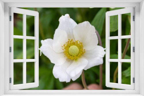 Fototapeta Naklejka Na Ścianę Okno 3D - Beautiful white flower close up like postal card