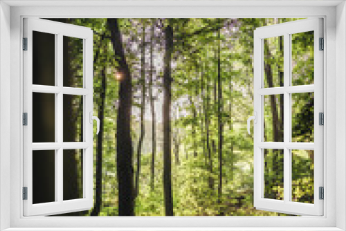 Fototapeta Naklejka Na Ścianę Okno 3D - Sunlight falling into forest