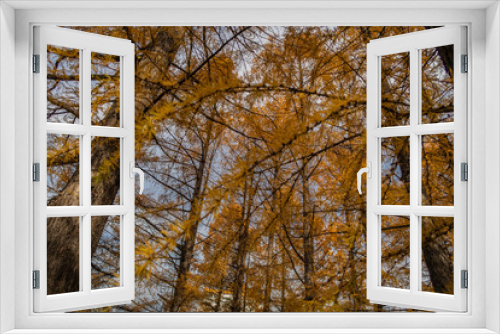 Fototapeta Naklejka Na Ścianę Okno 3D - 紅葉の季節