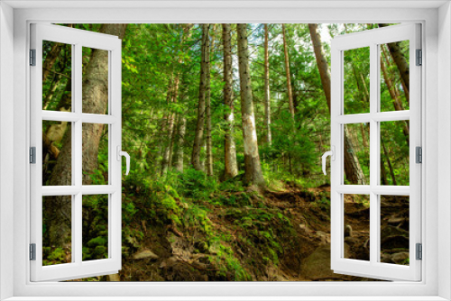 Fototapeta Naklejka Na Ścianę Okno 3D - fairy tale green forest peaceful majestic scenery landscape colorful ecology natural environment vivid green foliage of high tree on a highland hills sunny clear weather spring time season 