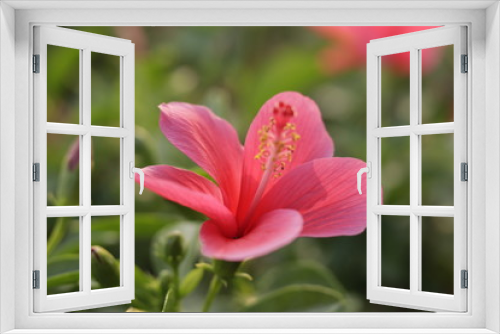 Fototapeta Naklejka Na Ścianę Okno 3D - Natural beautiful red hibiscus flowers  