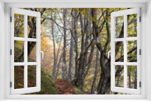 Fototapeta Naklejka Na Ścianę Okno 3D - Sentiero  di bosco in periodo autunnale
