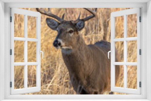 Fototapeta Naklejka Na Ścianę Okno 3D - Whitetail Buck in Colorado During the Fall Rut
