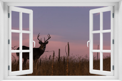Fototapeta Naklejka Na Ścianę Okno 3D - Whitetail Buck Silhouetted at Sunset