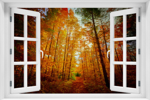 Fototapeta Naklejka Na Ścianę Okno 3D - mesmerizing gorgeous dramatic view of autumn fall season golden orange red colorful forest in outdoor Canada park