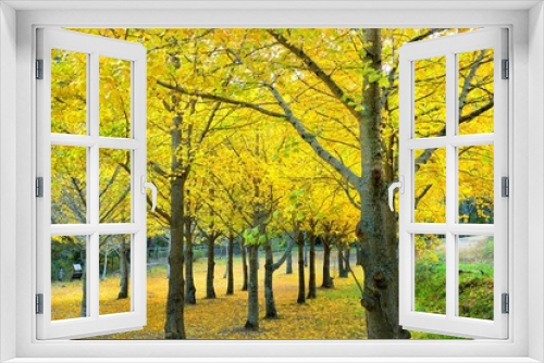 Fototapeta Naklejka Na Ścianę Okno 3D - Ginkgo biloba, is an autumn background of yellow leaves