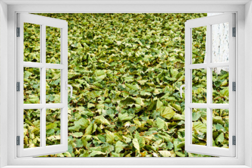 Fototapeta Naklejka Na Ścianę Okno 3D - panoramic view of Poplar Forest. dry autumn leafage
