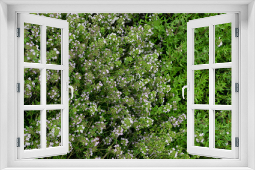 Fototapeta Naklejka Na Ścianę Okno 3D - Thyme plants with flowers in spring garden closeup